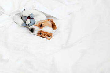 Cute pupppy dog sleeping in bed with fluffy toy