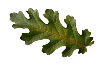 Fototapeta premium Oak leaf isolated on a transparent background