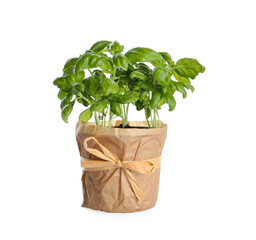 Fototapeta premium Aromatic green potted basil isolated on white