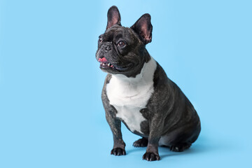 Adorable French Bulldog on light blue background. Lovely pet