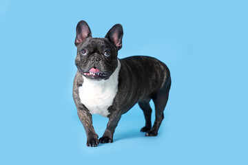 Adorable French Bulldog on light blue background. Lovely pet