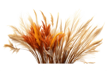 Ornamental grasses leave PNG: A high-quality transparent image of green and brown grasses for nature and landscape design