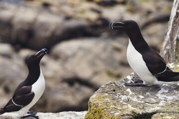 Naklejka premium Mirror Souls: A Razorbills Encounter