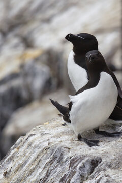 Feathered Friends: A Tender Moment Among Razorbills