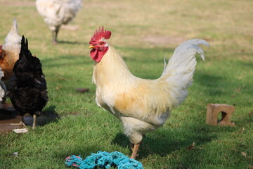 hens and roosters in the grass on a farm
