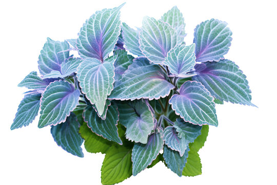 Silver spurflower leaves isolated on transparent background - Plectranthus argentatus PNG