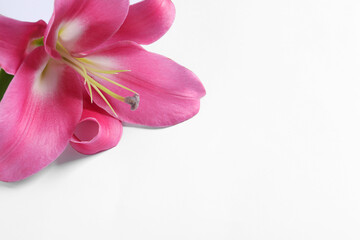 Fototapeta na wymiar Beautiful pink lily flower on white background, closeup. Space for text
