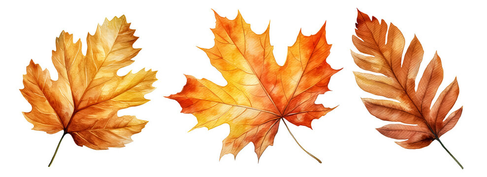 Set of artistic watercolor style autumn leaves isolated on white background. Fall nature elements.