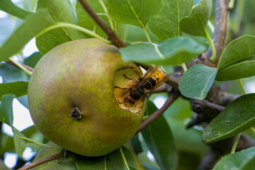A wasp eats pear fruit on a pear tree. A wasp eats a pear growing on a tree. Pear damaged by...
