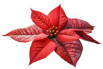 Red and green poinsettia leaves isolated on transparent background - Christmas flower clipart
