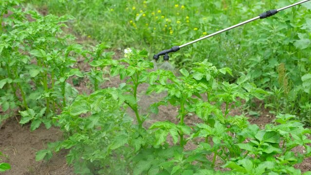 Spraying vegetable green plants in the garden with herbicides, pesticides or insecticides. Irrigation a potato filed rows with fertilizers, chemicals. Crop Sprayer. Agriculture work. Fungicide.	
