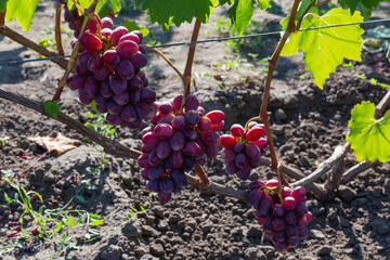 Pink grape bunches on vine on vineyard in sunny morning