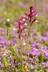 Pink Butterfly Orchid (Orchis papilionacea) in natural habitat