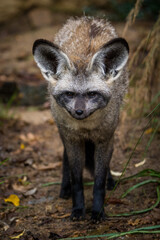 bat-eared fox portrait in nature park - 643538386
