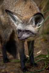 bat-eared fox portrait in nature park - 643538389