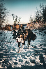 Border collie puppy