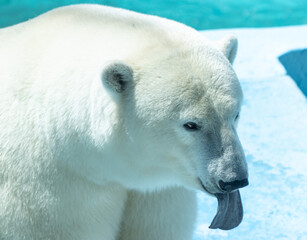 polar bear in the zoo.