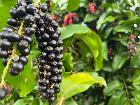 Bignay or bugnay is called wild berries in the Philippines