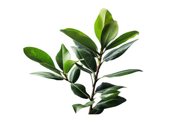 Green Ti plant leaves isolated on transparent background - Tropical evergreen foliage from Asia and pacific islands