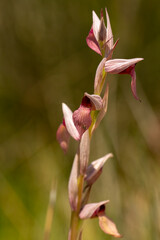 Fototapeta premium Ploughshare Orchid (Serapias vomeracea) in natural habitat