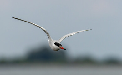 Common tern in frontal flight