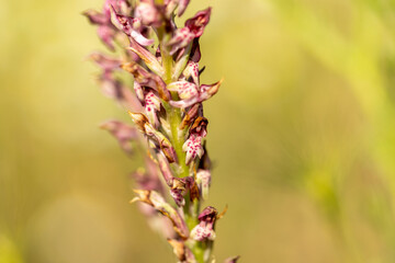Bug Orchid (Orchis coriophora) in natural habitat