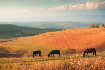 Horses grazing in the autumn mountains at sunset. Gil-Su valley in North Caucasus, Russia.