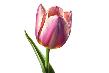 Beautiful pink Tulip isolated on transparent background