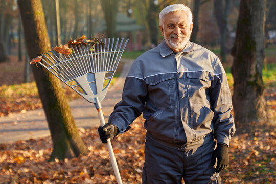 Smiling senior worker posing to camera, while gathering autumn leaves outdoors. Portrait of happy bearded man in age, using leaf rake to work in city park. Concept of seasonal work, cleaning service.