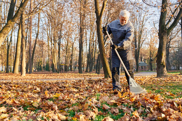 Municipal male worker in age using fan rake to gather fallen leaves in autumn. Low angle view of...