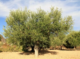 olive tree in olive grove