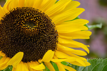 Selective focus, close-up detail of a sunflower flower. Botanical concept