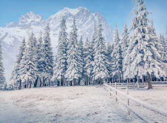 Fototapeta na wymiar Majestic winter view of mountain fir tree forest with huge peak on background. Misty morning scene of snowy woodland. Beauty of countryside concept background..