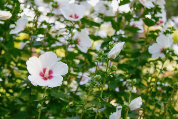 庭園に咲くむくげ