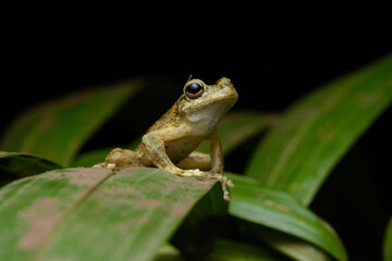 Kuranda Tree Frog on a leaf