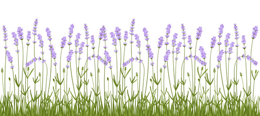 Lavender flowers border vector pattern. Hand drawn herbal flower design frame panorama meadow. Botanical elegant rustic trendy greenery frame for invitation clipart horizontal background