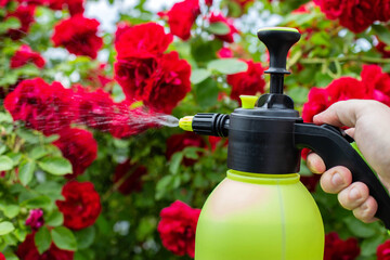 Spraying flowers of red roses with a solution of copper sulfate from pests and diseases, close-up....
