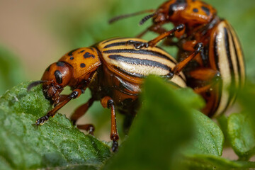 Colorado potato beetles mating on the leaves of green potatoes.