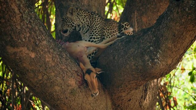 Incredible close-up of a beautiful wild leopard eating impala on a tree