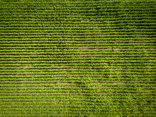 Top down view of soon to be harvested corn on the cob crops seen in rows in a farm in East Anglia,...