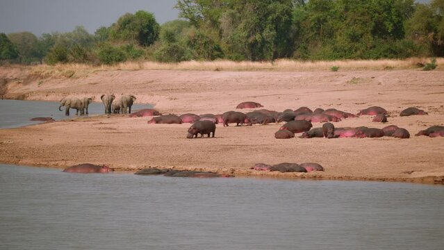 Amazing close-up of big herds of hippos and elephants on a riverbank