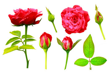 Naklejka premium collection of beautiful red rose flowers, red rose buds and leaves, Red rose set isolated on a transparent background,