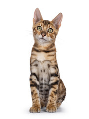 Cute brown Bengal cat kitten, sitting up facing front. Looking towards camera. Isolated on a white background.