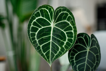 Anthurium clarinervium - exotic houseplant with satin dark green leaves and white veins. Close up of heart-shaped leaves of anthurium 