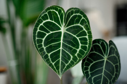 Anthurium clarinervium - exotic houseplant with satin dark green leaves and white veins. Close up of heart-shaped leaves of anthurium 