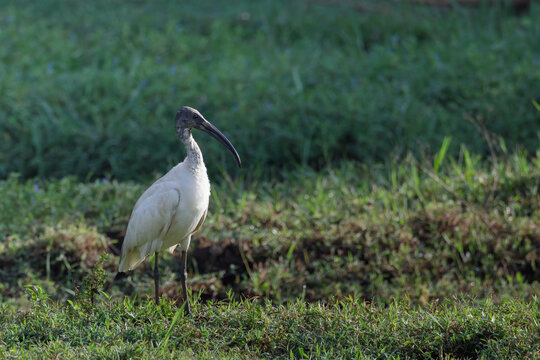 Threskiornis melanocephalus , Black-headed ibis , stock images.