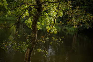 Fototapeta na wymiar NATURAL ENVIRONMENT - A young oak tree by the lake