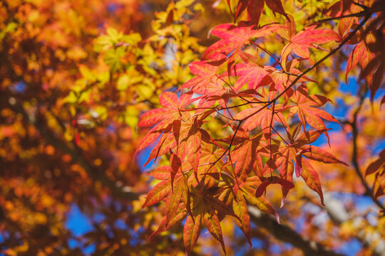 Autumn leaves dyed bright red [Yasaka Shrine]