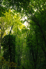 Fototapeta na wymiar Lush forest view. Carbon net zero concept vertical photo