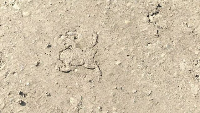 Dead crushed and dried frog or toad on the road in the dust